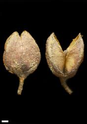 Veronica macrocarpa. Capsules. Scale = 1 mm. This plant matches material identified as var. macrocarpa.
 Image: P.J. Garnock-Jones © P.J. Garnock-Jones CC-BY-NC 3.0 NZ